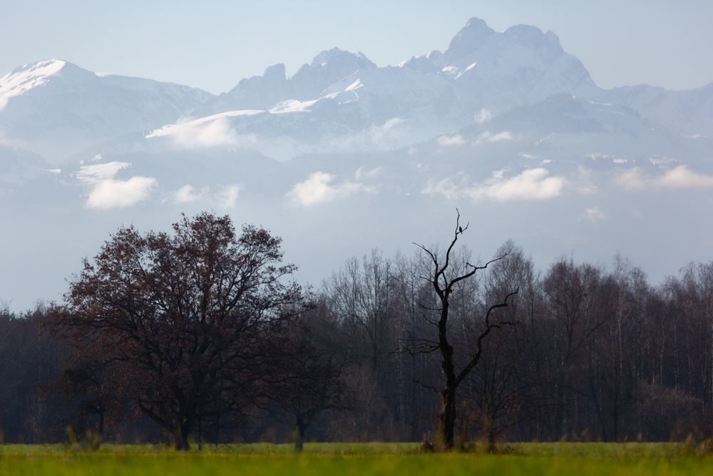 Lauteracherried im Jänner 19